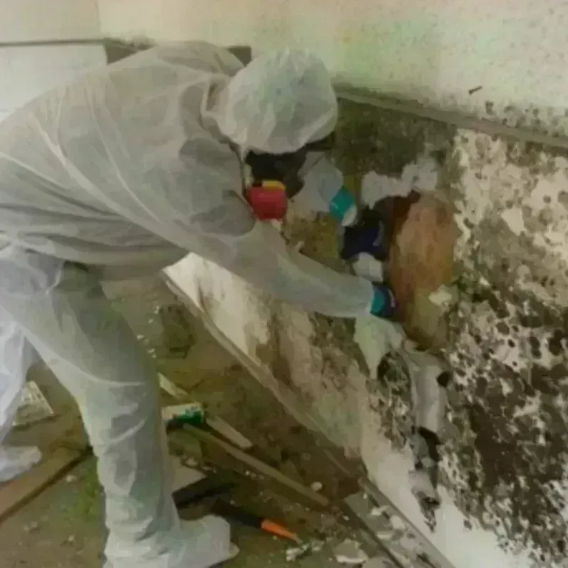 Mold Remediation and Removal in Fairmount, TN